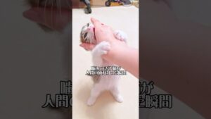 かわいい子猫ちゃん、飼い主さんの手をカミカミ！最後の表情に思わず笑いが…【動画ニュース】【どうぶつ】