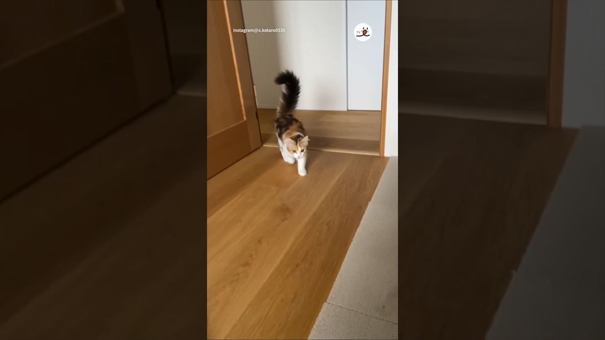 かわいい子猫ちゃん、目が覚めたら寂しくて…!?その鳴き声に思わず胸キュン！【動画ニュース】【どうぶつ】