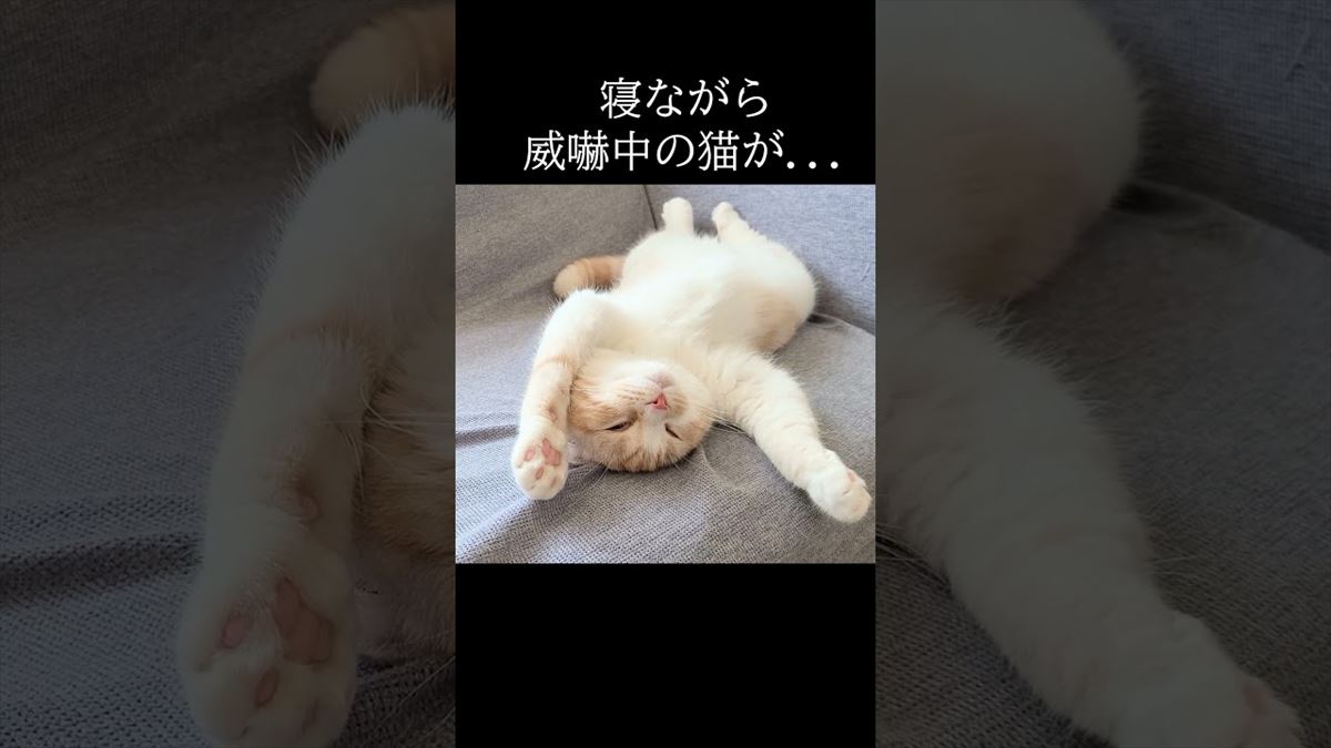 かわいい猫ちゃんがのんびりとおやすみ中！その姿はほっこり度120％!!【動画ニュース】【どうぶつ】