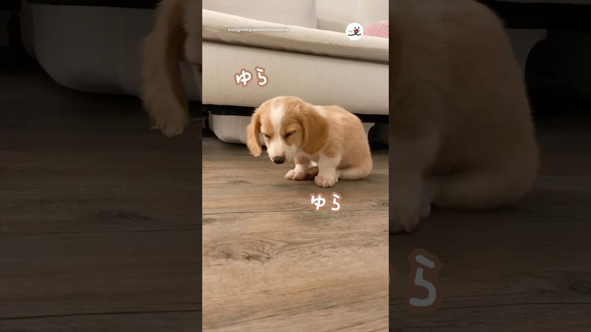 かわいい子犬が眠すぎて舟を漕いでいるうちに…？そのしぐさに胸キュン必至!!【動画ニュース】【どうぶつ】