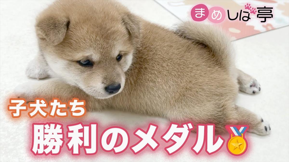 かわいい豆柴の子犬ちゃんたちは今日も元気！みんなで遊ぶ姿にほっこり!!【動画ニュース】【どうぶつ】