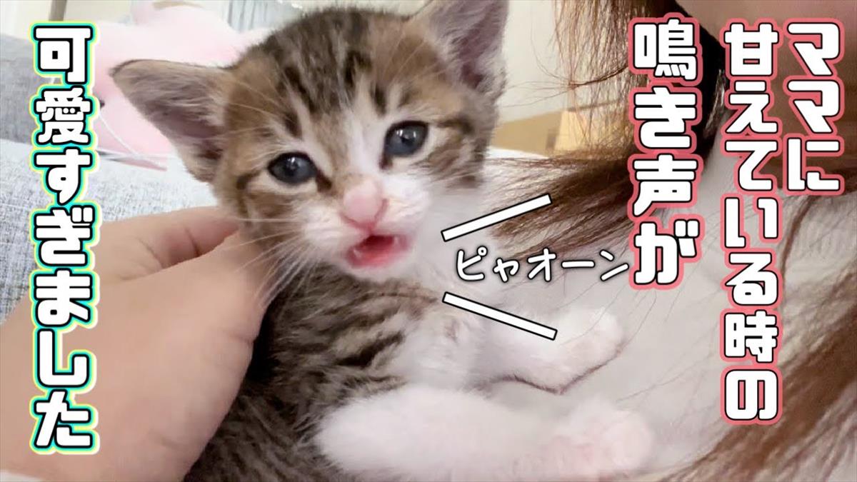 かわいい子猫ちゃん、小さな声で何かを訴えるうちに…？優しい時間に心がなごみます！【動画ニュース】【どうぶつ】