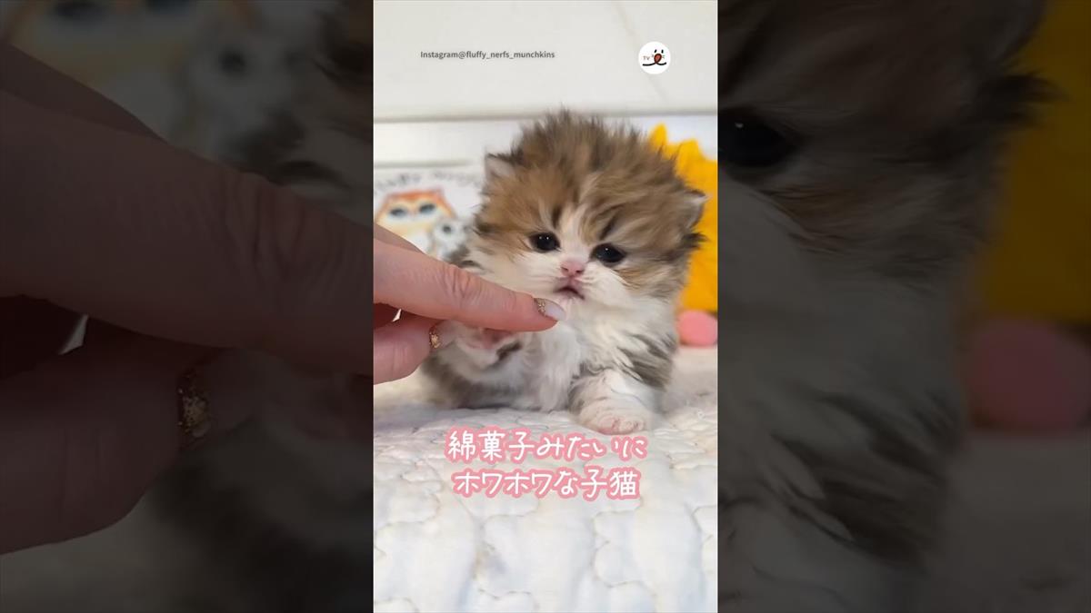 【落ち】ほわほわでかわいい子猫ちゃん、指とじゃれているうちに…？愛らしい姿に胸キュン必至!!【動画ニュース】【どうぶつ】