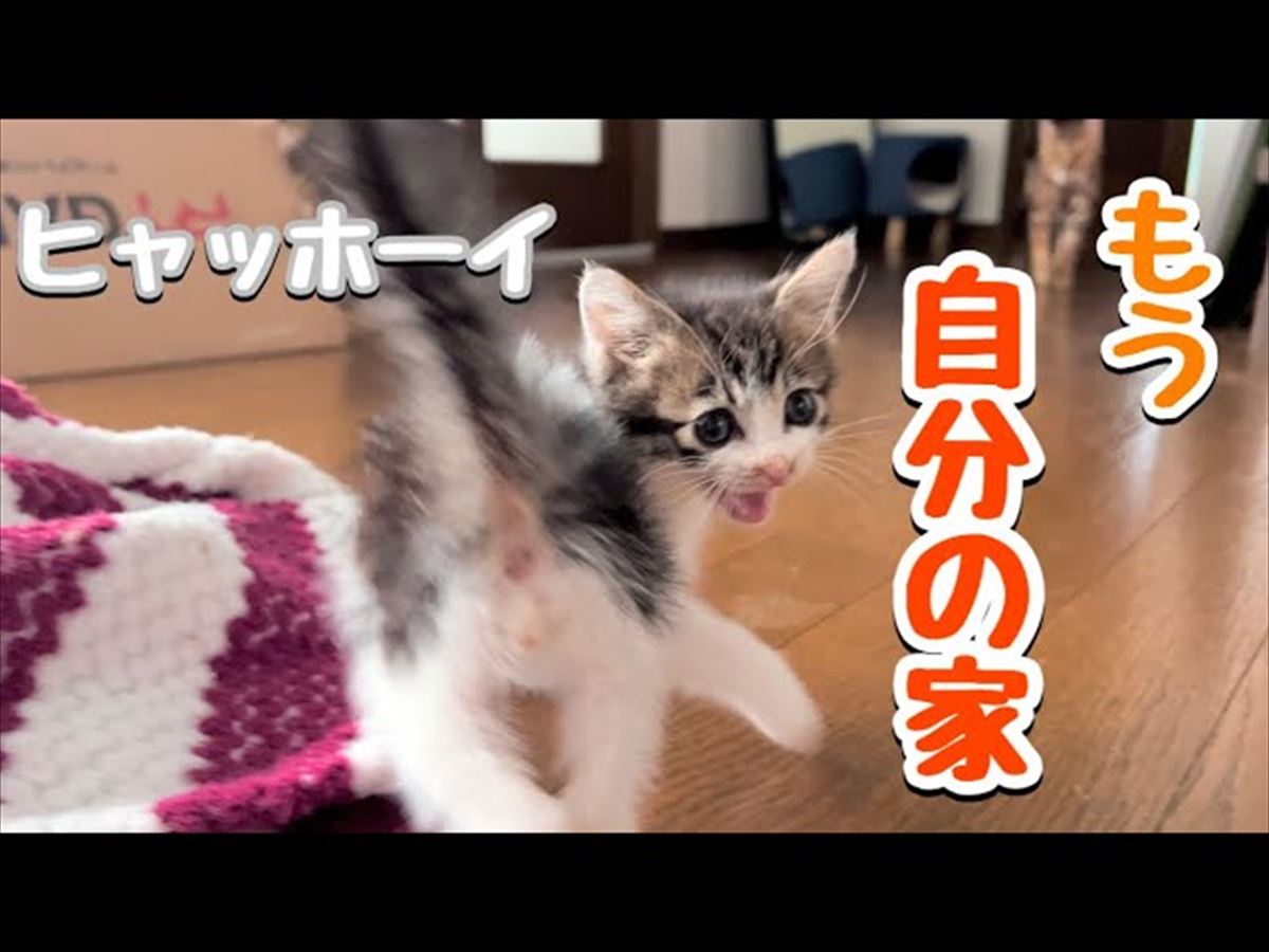 かわいい子猫ちゃん、おうちで初めての朝を迎え…？元気な姿はほっこり度満点!!【動画ニュース】【どうぶつ】