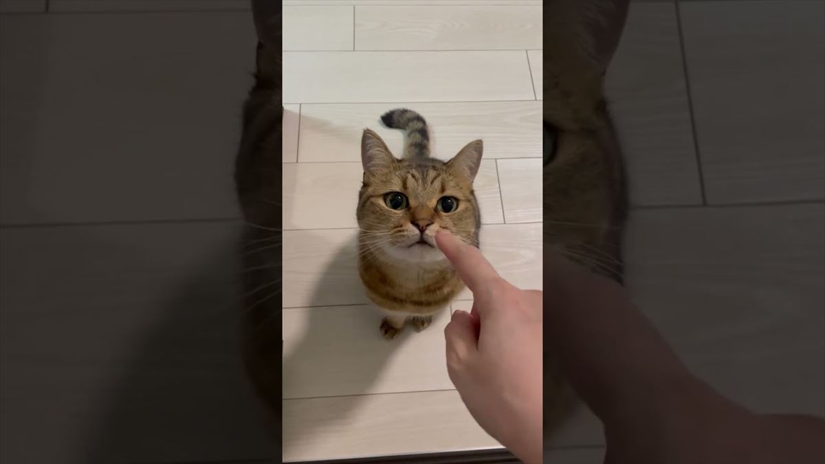 かわいい子猫ちゃんが飼い主さんをお見送り！その姿にハートを撃ち抜かれます!!【動画ニュース】【どうぶつ】