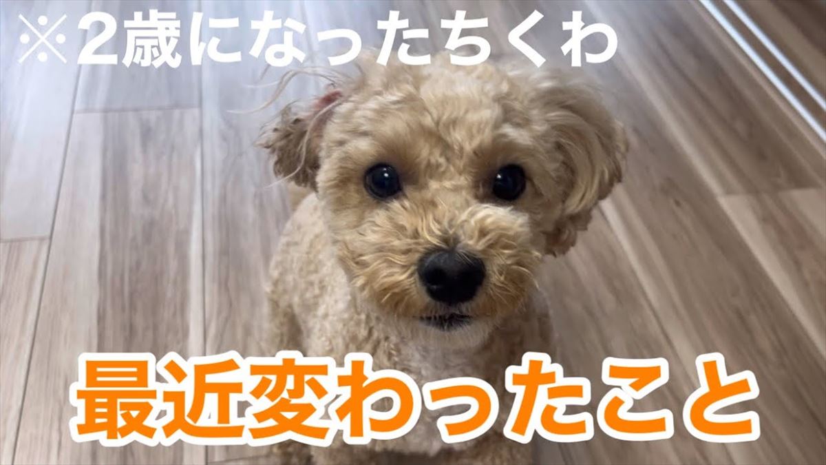 かわいいマルプーくんが2歳になって変わったことは？その成長ぶりににんまり！【動画ニュース】【どうぶつ】