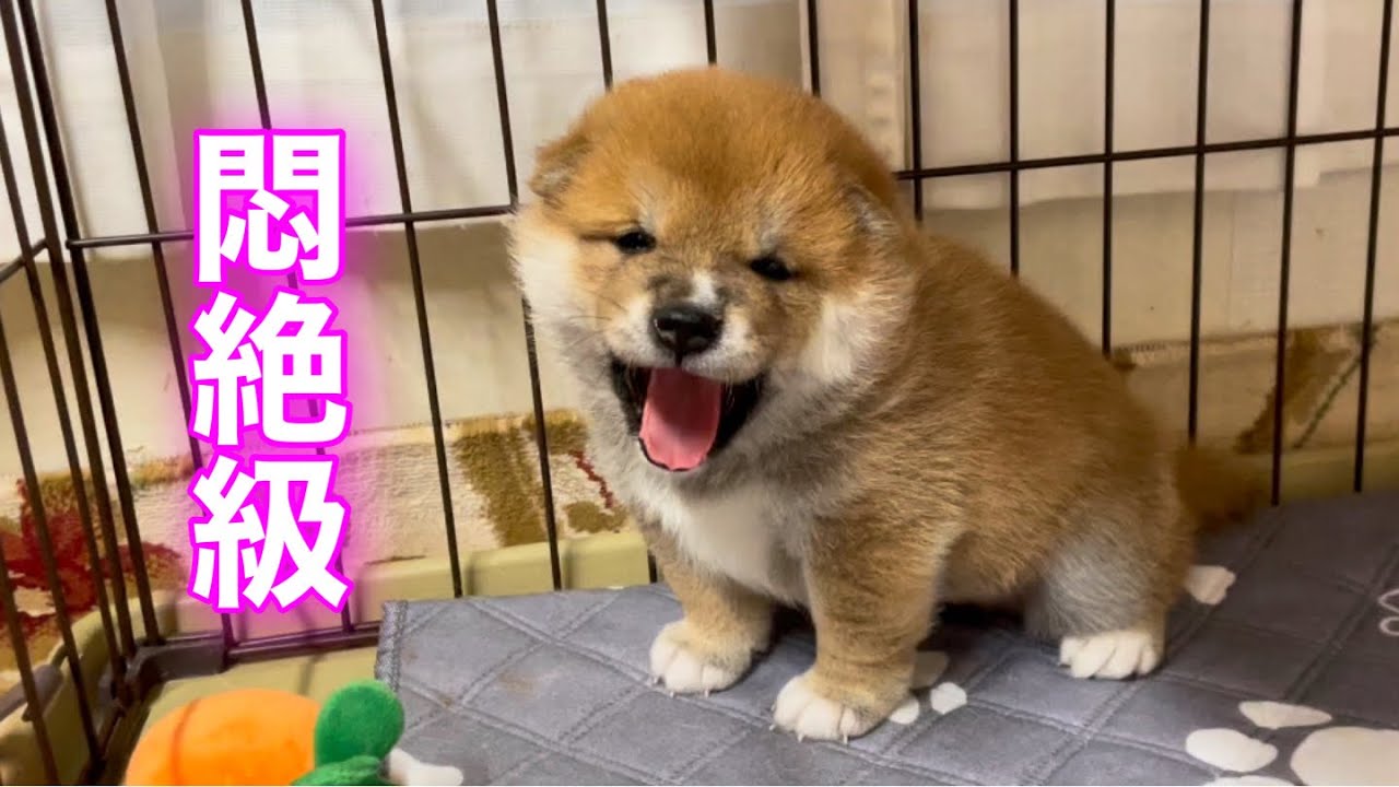 小柴ちゃんがママ犬に甘えまくり！　癒し要素満載のかわいい動画にくぎ付け♪【動画ニュース】【どうぶつ】