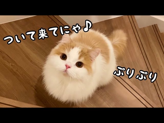 ぬいぐるみ感MAXの子猫ちゃんが階段で遊びまくるかわいい姿に胸キュン♪【動画ニュース】【どうぶつ】