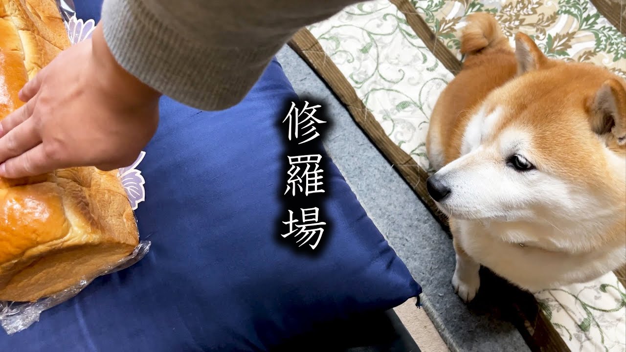 柴犬ちゃんが食パンに嫉妬!?　食パンに対抗意識を燃やす柴犬ちゃんが可愛い【動画ニュース】【どうぶつ】