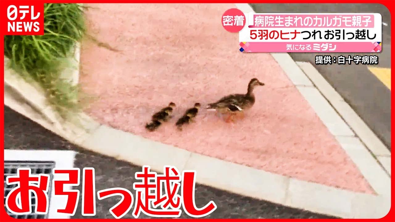 カルガモ親子の引っ越しで癒される人続出！　かわいい子カルガモたちに胸キュン！【動画ニュース】【どうぶつ】