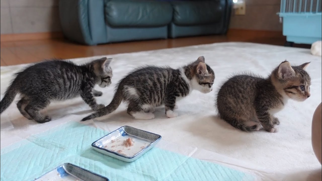 ご飯が待ちきれない子猫ちゃんズ　ご飯のくれくれ猛攻が可愛らしい【動画ニュース】【どうぶつ】