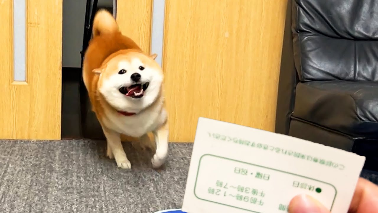 視線ぷいー　動物病院の診察券を突き付けられた柴犬ちゃんの反応が可愛い【動画ニュース】【どうぶつ】