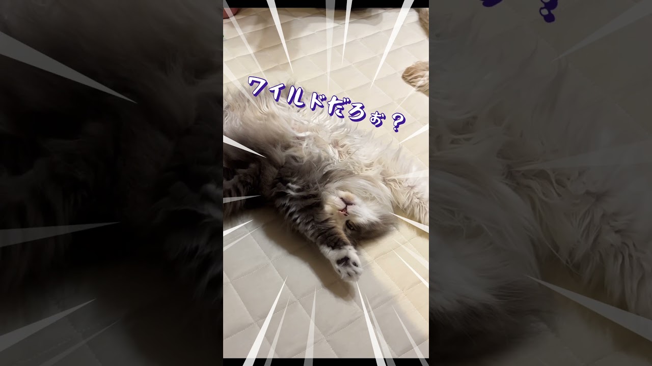 「それ、どんなポーズ？(笑)」とんでもない恰好でくつろぐねこちゃんが可愛すぎる【動画ニュース】【どうぶつ】