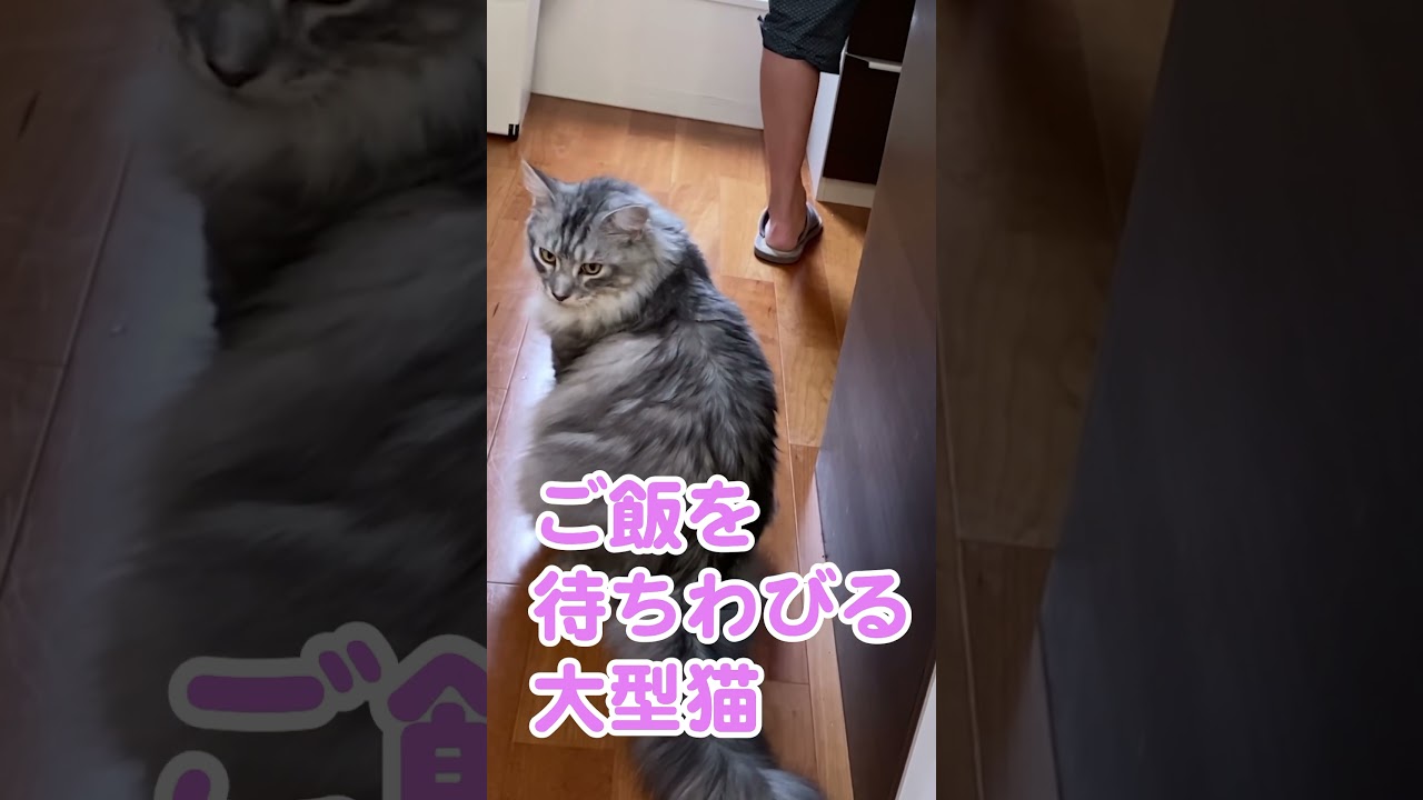 「ごはん、ごはん」と催促するねこちゃん　待ちきれない様子が可愛い【動画ニュース】【どうぶつ】