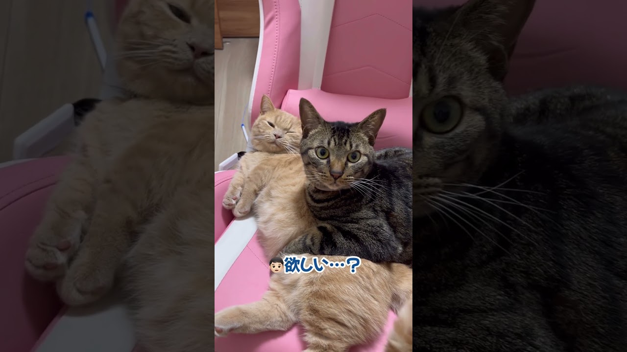 普段は塩対応なのにある言葉にだけ反応してくるねこちゃんが可愛い【動画ニュース】【どうぶつ】