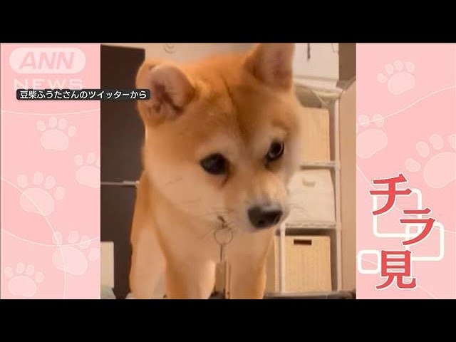 ポイっ！　遊んでもらいたい柴犬ちゃんがゲームをするご主人にしたことは!?【動画ニュース】【どうぶつ】