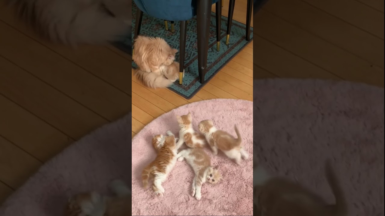 「見つけた！」ママ猫を見つけた子猫ちゃんたちが甘える様子が可愛らしい【動画ニュース】【どうぶつ】