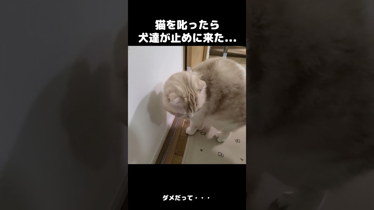 叱られる子猫ちゃんを庇いに来たのは!?　子猫ちゃんとわんちゃんがひたすらかわいい【動画ニュース】【どうぶつ】