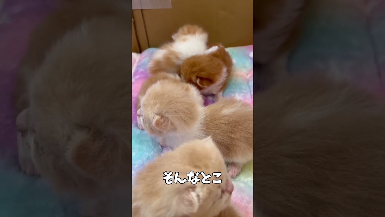 「あららら」可愛い子猫ちゃんたちが寄り添い合う様子にご主人も悶絶【動画ニュース】【どうぶつ】