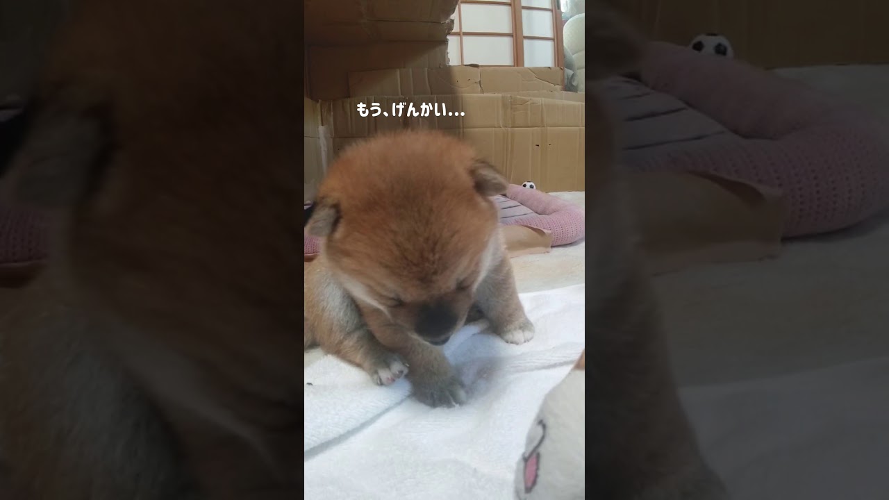 寝落ちまであと少し　眠気を限界まで耐える豆柴ちゃんが可愛すぎる【動画ニュース】【どうぶつ】