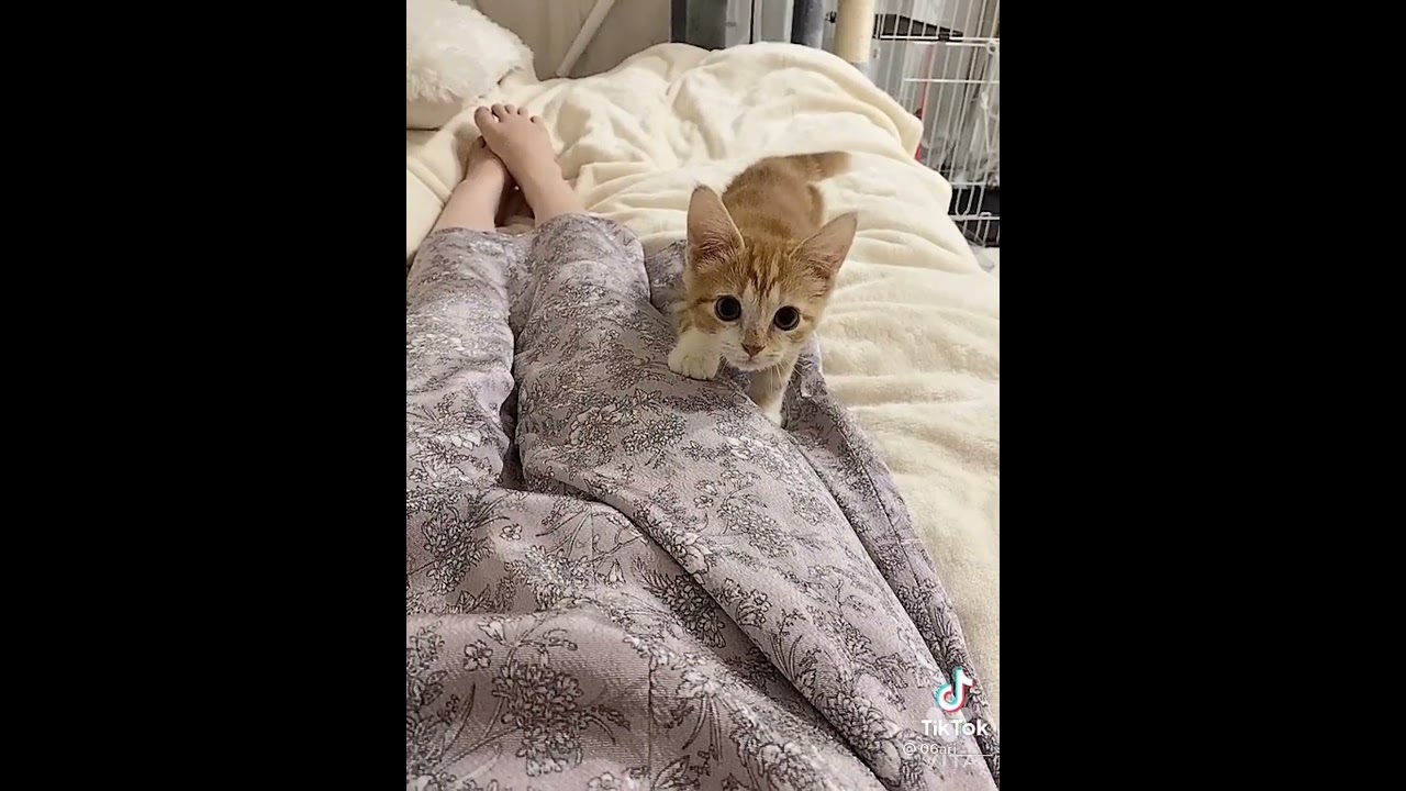 「バレてない♪」バレてるとも知らず忍び足で近づいてくる子猫ちゃんが可愛い【動画ニュース】【どうぶつ】