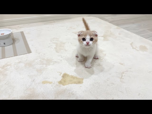 「…これまっずい」お漏らししちゃた子猫ちゃんの反応が可愛すぎる【動画ニュース】【どうぶつ】