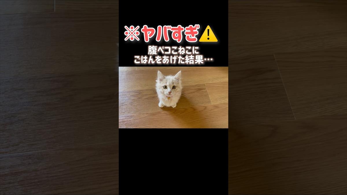 子猫のかわいいお食事タイム！その食べっぷりに思わずニンマリ!!【動画ニュース】【どうぶつ】