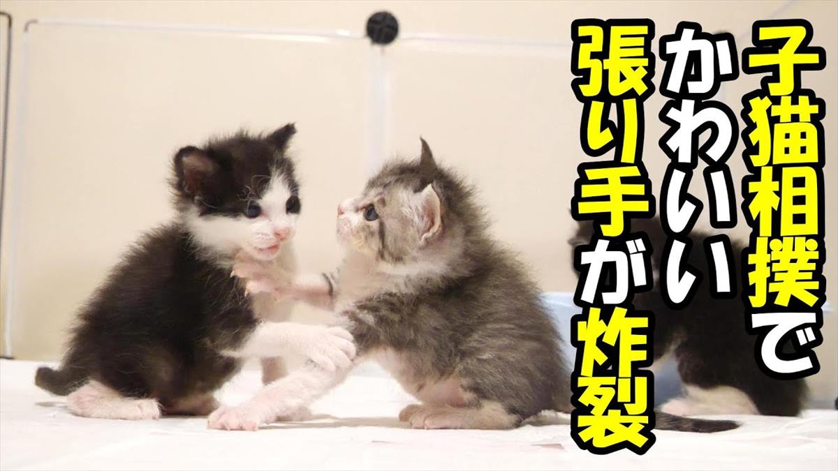 かわいい子猫ちゃんたちがお目覚め！まだ眠そうな姿に胸がキュンキュンしちゃいます！【動画ニュース】【どうぶつ】