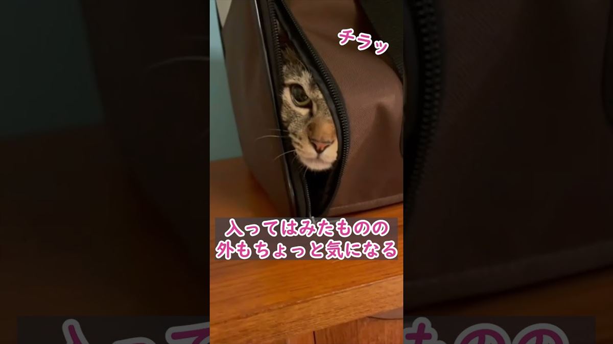 可愛い猫が隙間からこちらを覗いてきて…！見ているほうも目が離せません!!【動画ニュース】【どうぶつ】