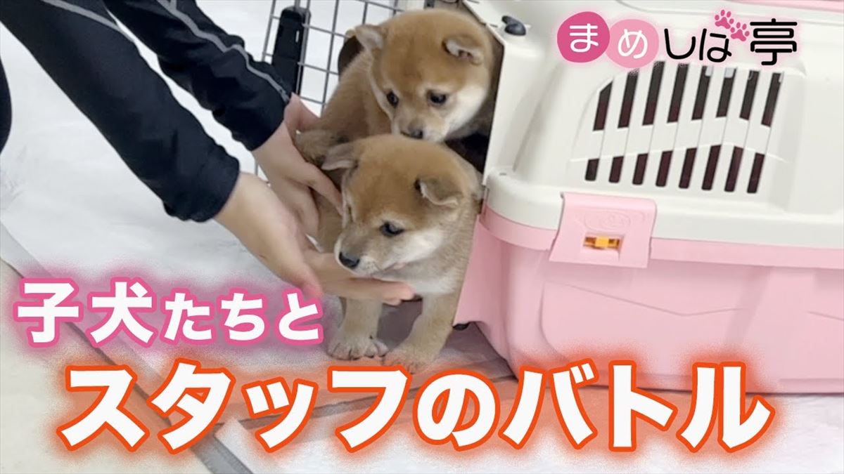 元気な子犬ちゃんたち、キャリーケースを前にして…？かわいいしぐさが見逃せない！【動画ニュース】【どうぶつ】