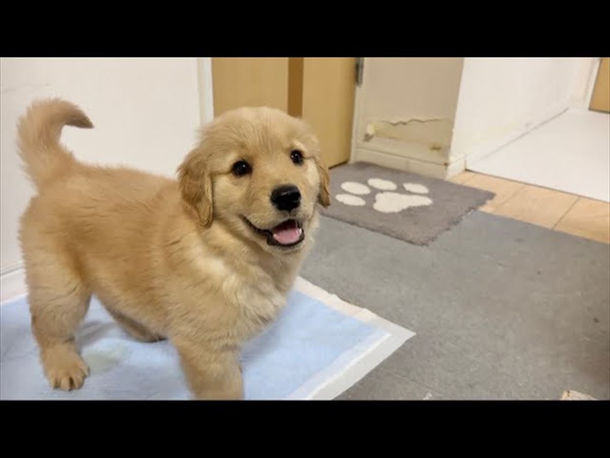 おもちゃで遊ぶ可愛い犬の姿がいっぱい！これを見ればあなたも元気いっぱいに!!【動画ニュース】【どうぶつ】