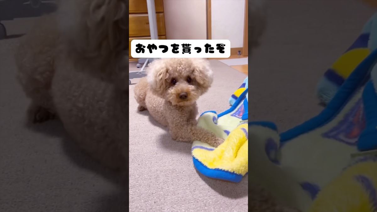 子犬とは思えない激しさ!?かわいいトイプードルがおやつをくわえたら…？【動画ニュース】【どうぶつ】