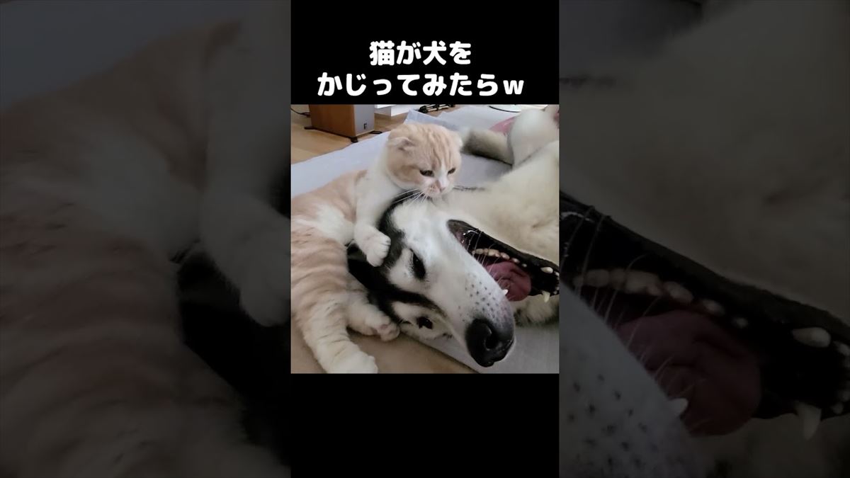 子猫ちゃんが大好きなワンコに甘噛みの雨あられ！かわいい映像にほっこり必至!!【動画ニュース】【どうぶつ】