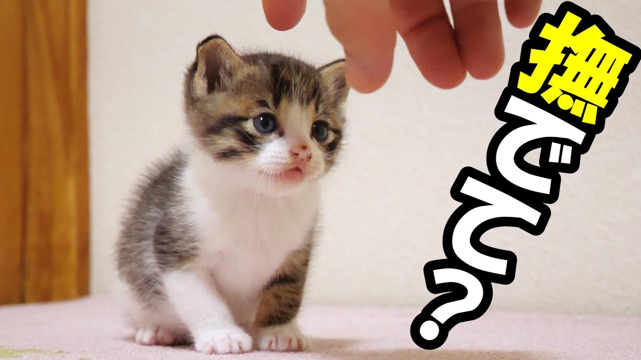 子猫ちゃんたちのかわいいじゃれ合い風景！見ているうちにほっこり気分に!!【動画ニュース】【どうぶつ】