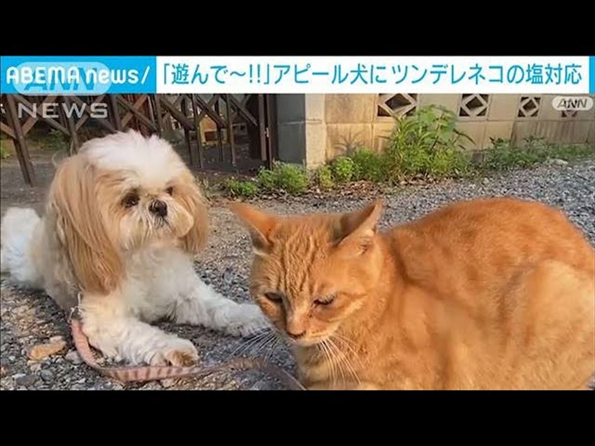 シーズーがニャンコに必死に「遊んで!!」アピールするも…対照的な態度にニンマリ！【動画ニュース】【どうぶつ】