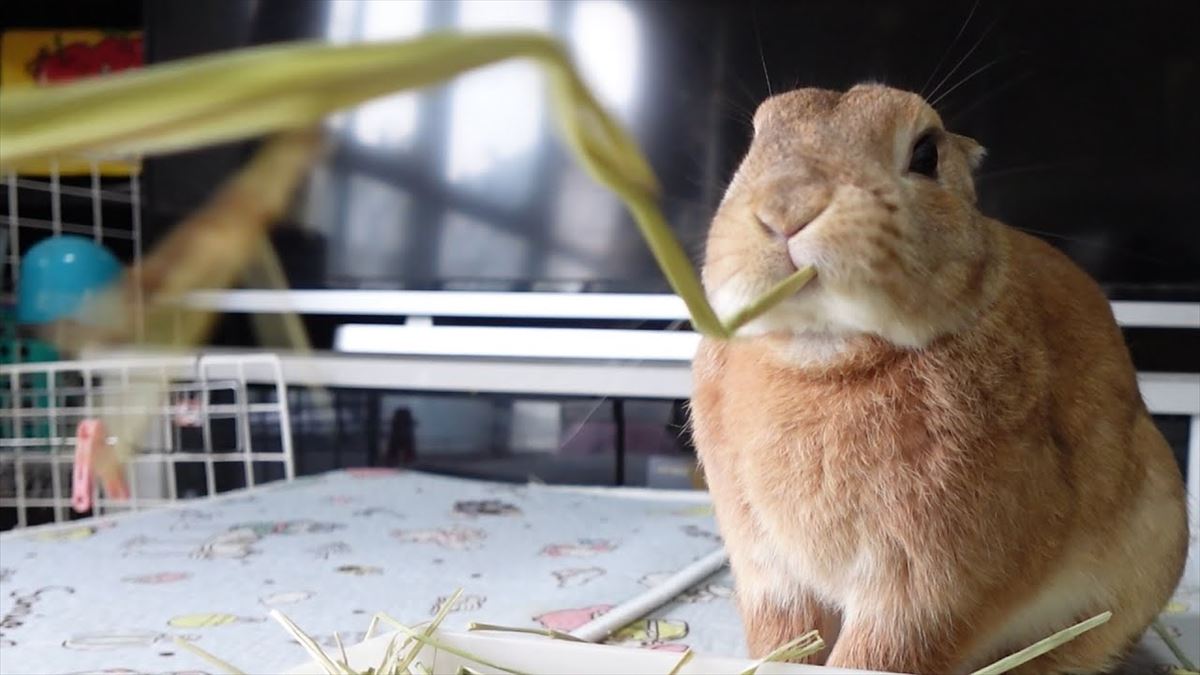 かわいいうさぎが長い牧草を夢中でカリカリ！夢中で食べる姿キュートでたまりません!!【動画ニュース】【どうぶつ】