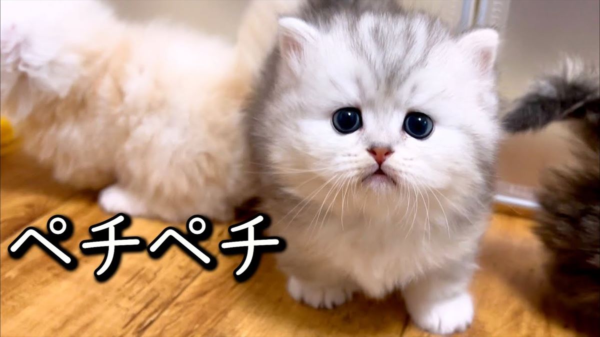 子猫ちゃんたちがボール遊びに夢中！かわいい姿に胸がキュンキュンしちゃいます!!【動画ニュース】【どうぶつ】