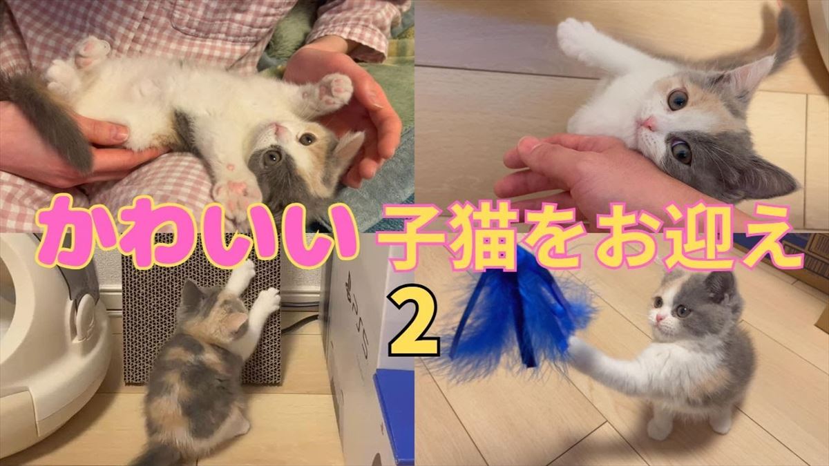 子猫ちゃんを家族にお迎え！かわいいしぐさが満載で胸キュンが止まりません!!【動画ニュース】【どうぶつ】