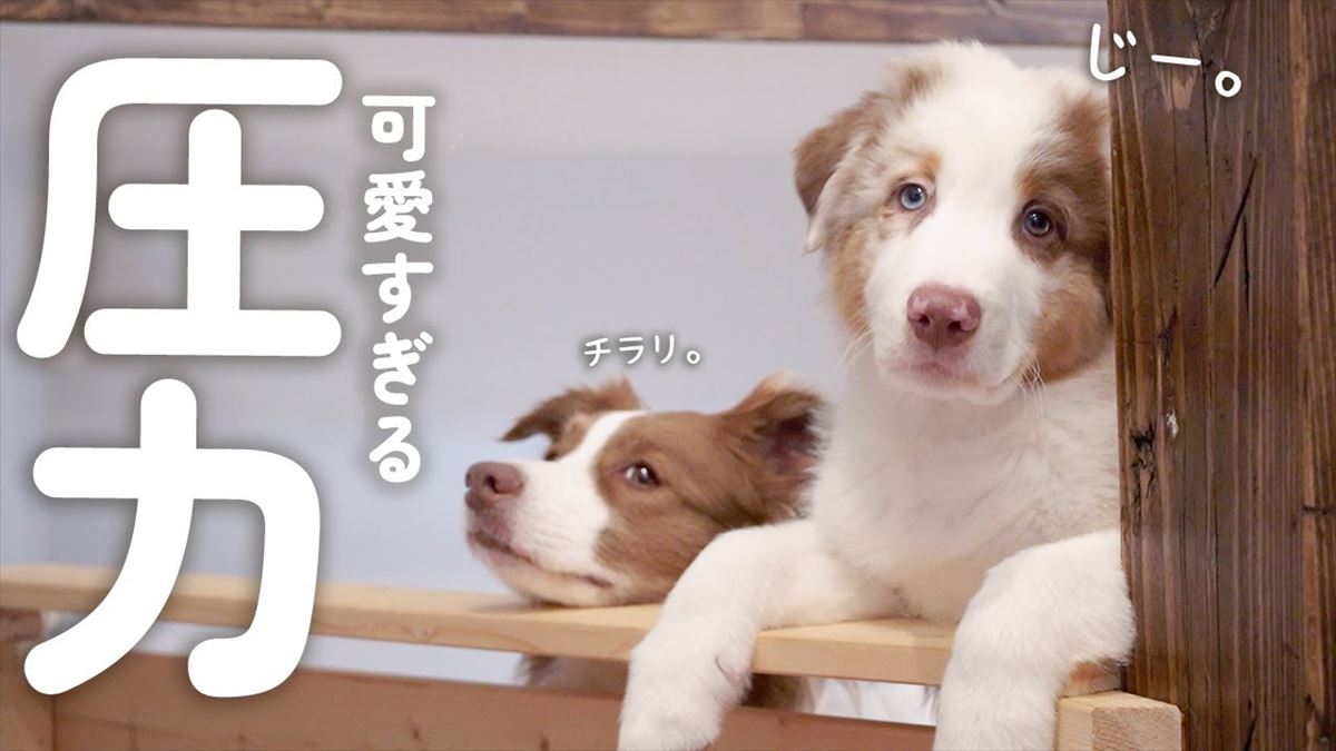 ワンコたちがごほうびのおやつを作ってもらい…？可愛い犬たちの姿はほっこり度満点!!【動画ニュース】【どうぶつ】