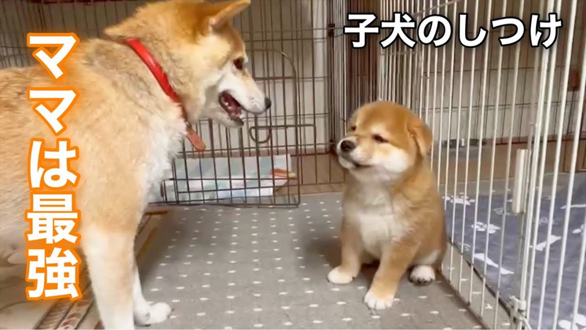 生後50日の子犬ちゃんは甘えたい盛り！かわいい映像はほっこり度120％!!【動画ニュース】【どうぶつ】