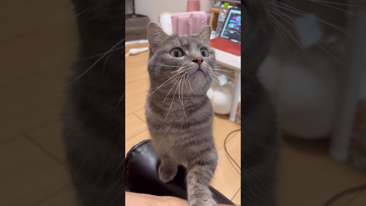 この猫ちゃん、人の言葉がちゃんとわかってる!?可愛い仕草にメロメロです！【動画ニュース】【どうぶつ】