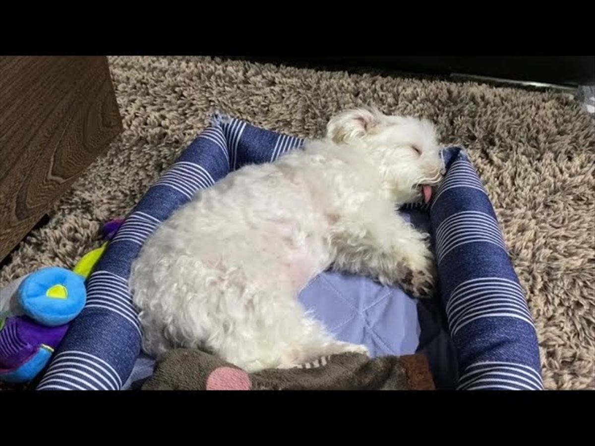 マルチーズちゃん、遊び疲れてご就寝！眠る姿もかわいらしさでいっぱい!!【動画ニュース】【どうぶつ】