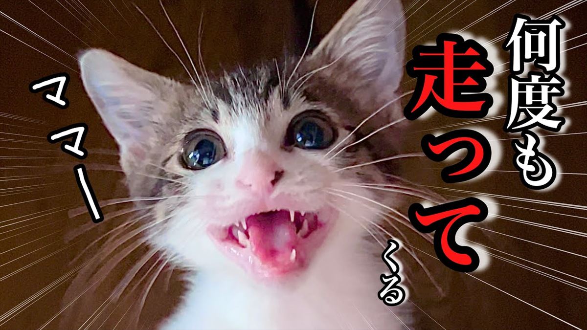 子猫ちゃん、自分の名前がわかるようになりました！かわいいしぐさに胸キュン止まらず!!【動画ニュース】【どうぶつ】