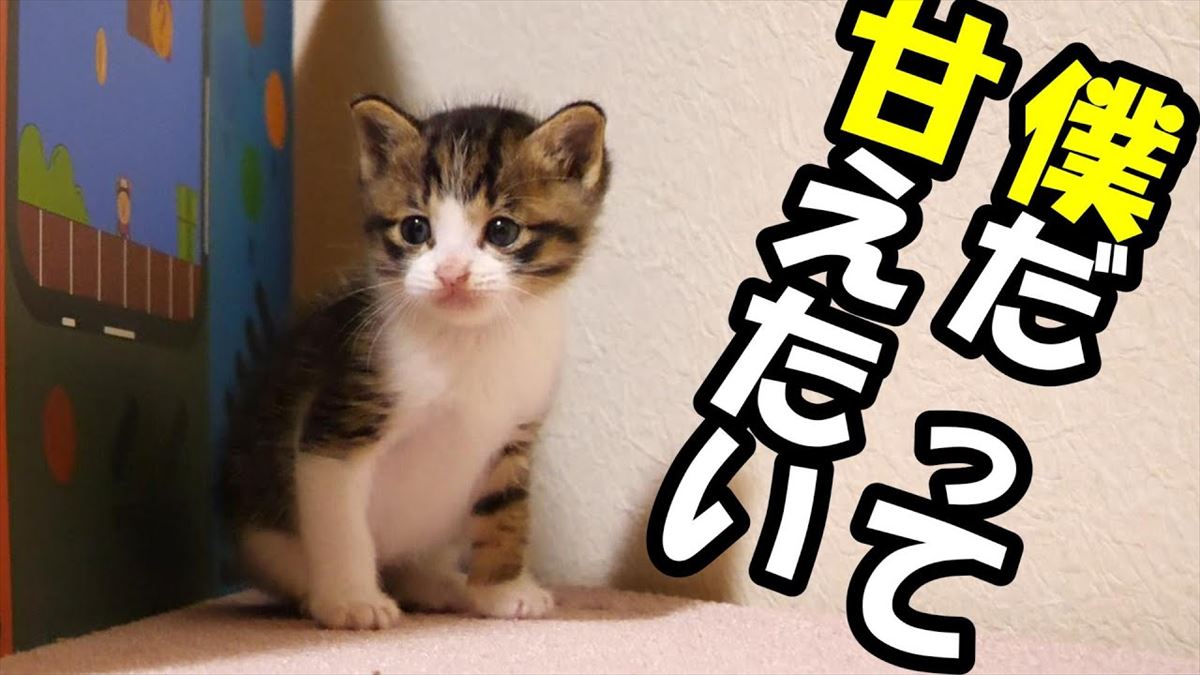 子猫ちゃんたちがじゃれ合うかわいい姿がいっぱい！すねてる姿もありますよ!!【動画ニュース】【どうぶつ】