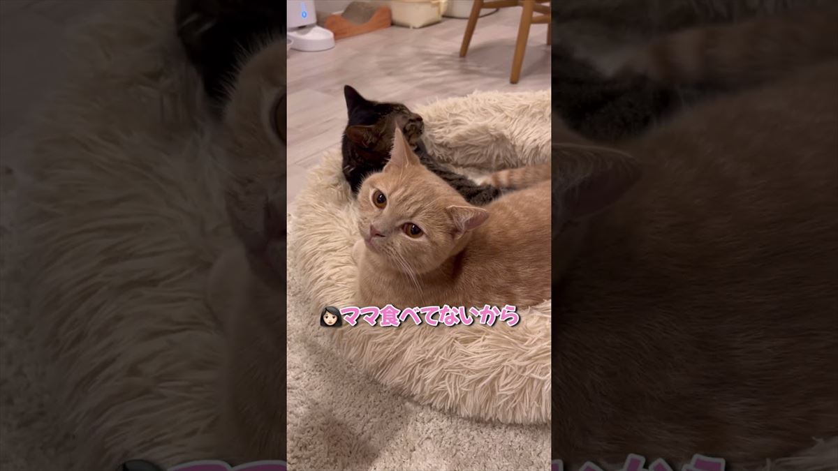 飼い主さんのツッコミに素知らぬ顔でプイッ!?可愛い猫ちゃんのしぐさにほっこり確実!!【動画ニュース】【どうぶつ】