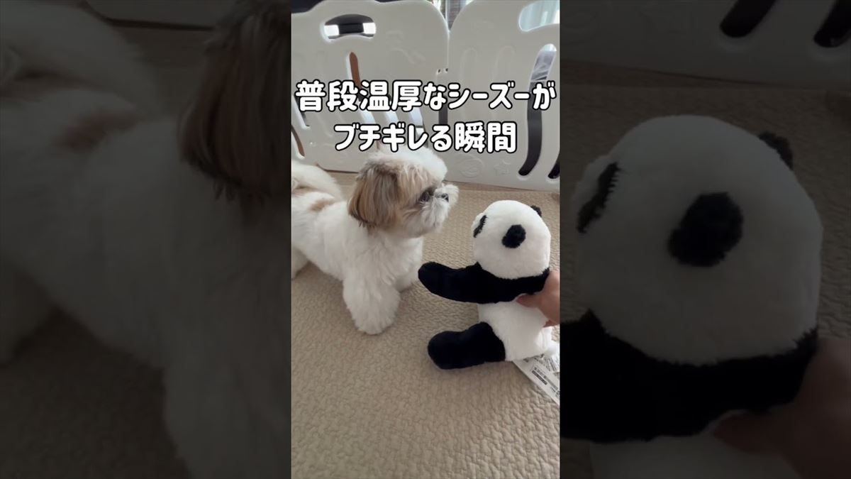 シーズーが挑発的なパンダのぬいぐるみにプンスカ！怒るとシーズーも怖いんです!?【動画ニュース】【どうぶつ】