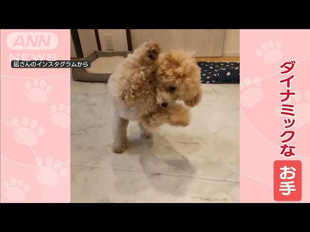 子犬ちゃんの得意技はお座りからのジャンピング〇〇！　思わず笑っちゃうスゴ技【動画ニュース】【どうぶつ】