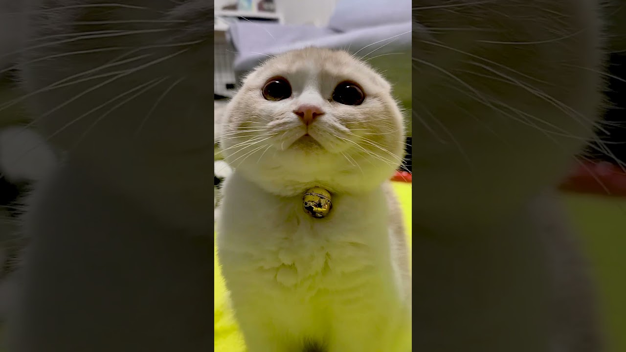 胸キュンポイント満載！　子猫ちゃんの圧倒的まんまる感が可愛すぎる【動画ニュース】【どうぶつ】