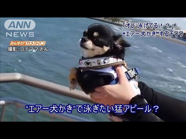 颯爽とエアー犬かきを披露する可愛いわんちゃん　でも実はカナヅチなんです【動画ニュース】【どうぶつ】