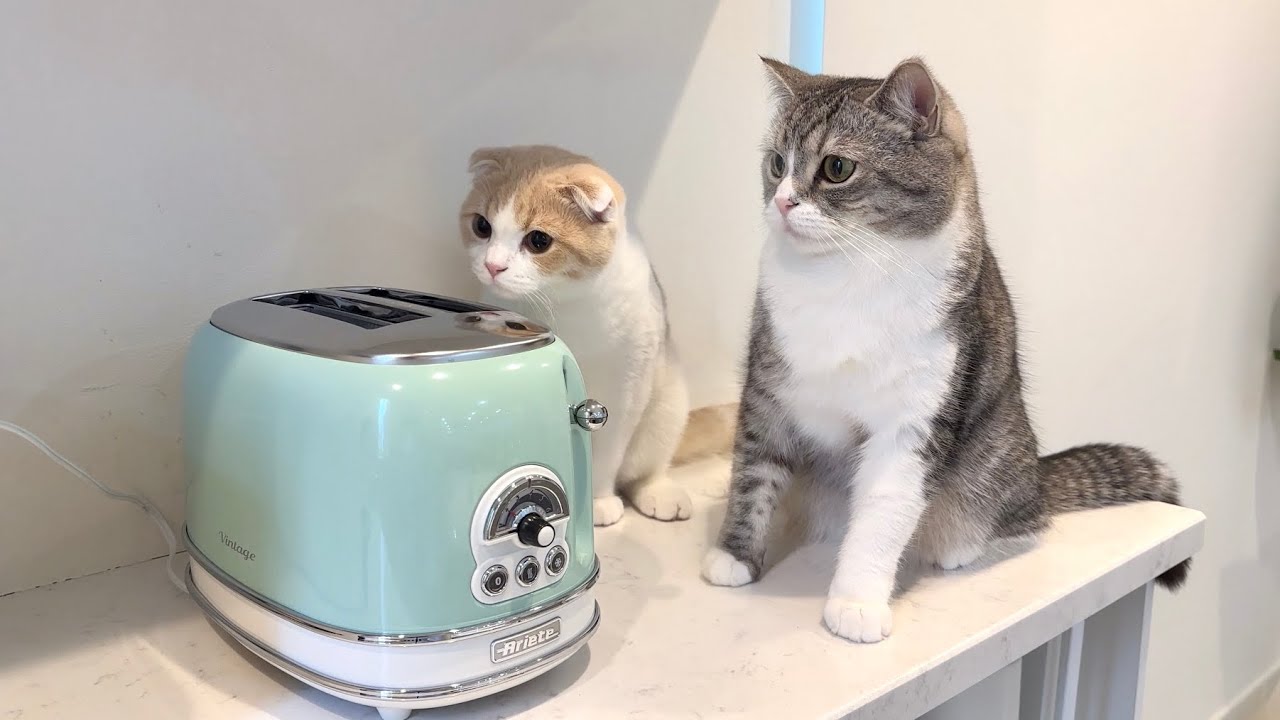 トースターから飛び出すパンにビクゥ！　ねこちゃんたちの可愛い反応♪【動画ニュース】【どうぶつ】